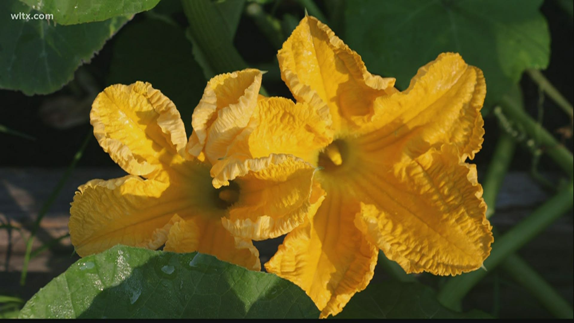 If your squash plants have lots of flowers but no fruit, there's likely nothing wrong. Alex explains why these plants need to get big before producing fruit.