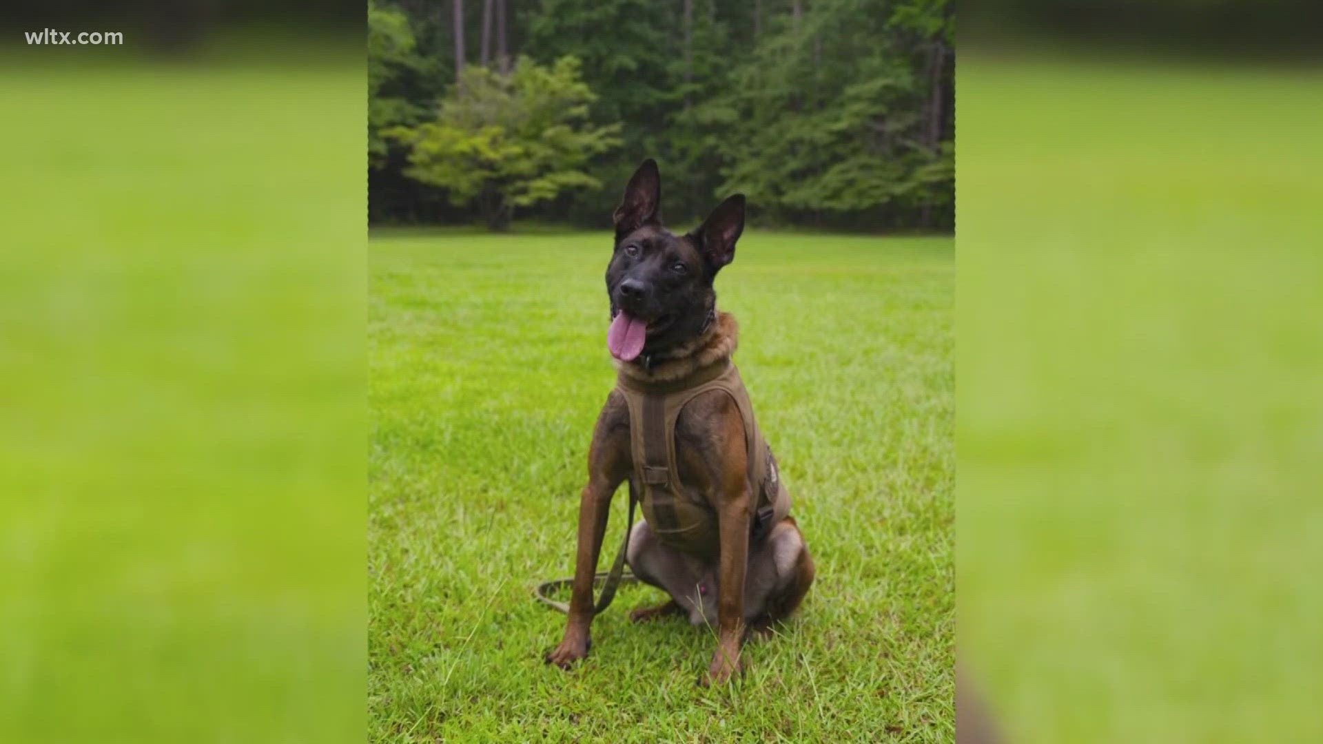 Robert Peterson, 37 is accused of shooting, killing a SLED K9 named COBA.