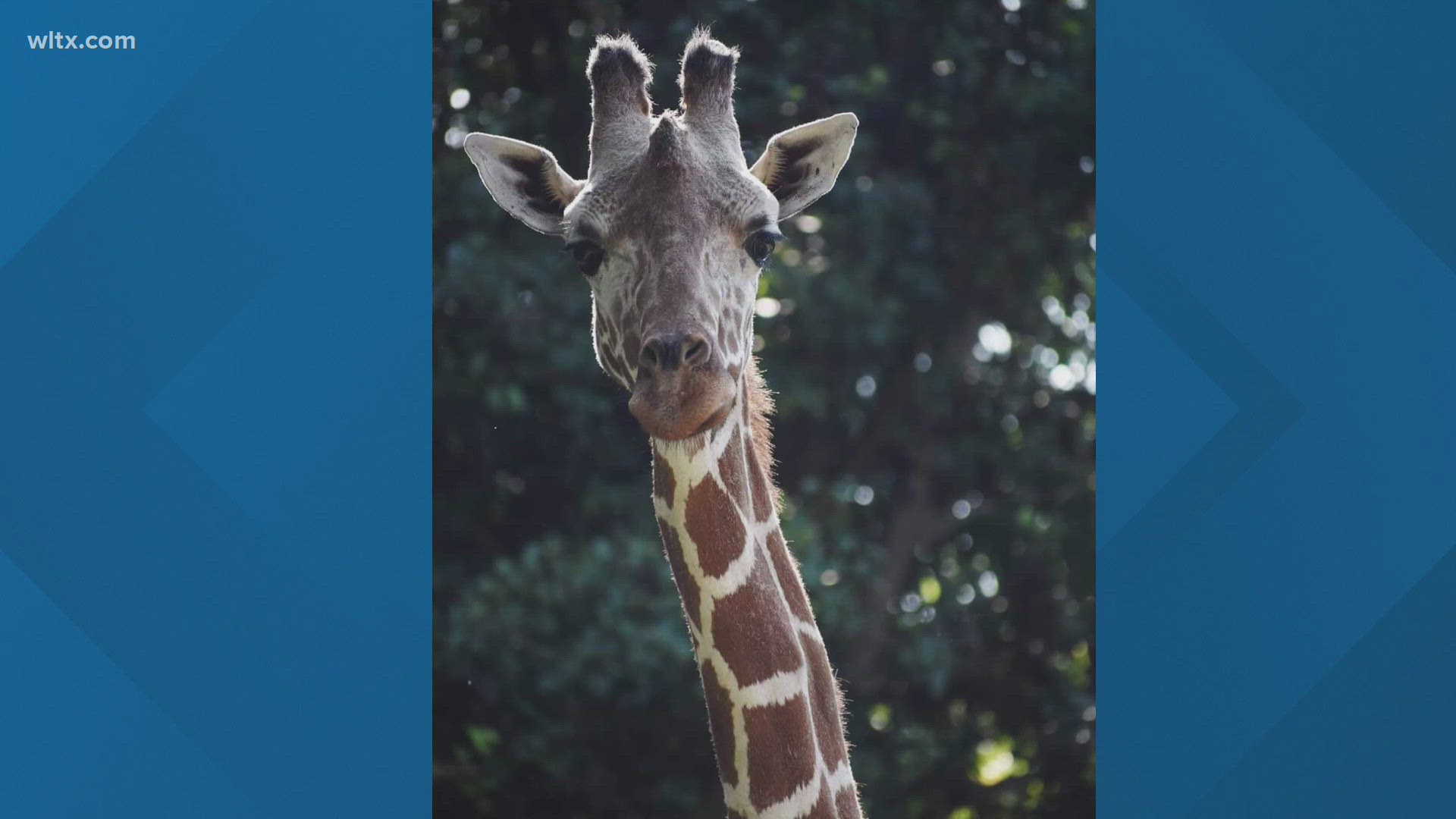 Charlie, the senior giraffe at Riverbanks Zoo has died.  He fathered 7 calves at the zoo.