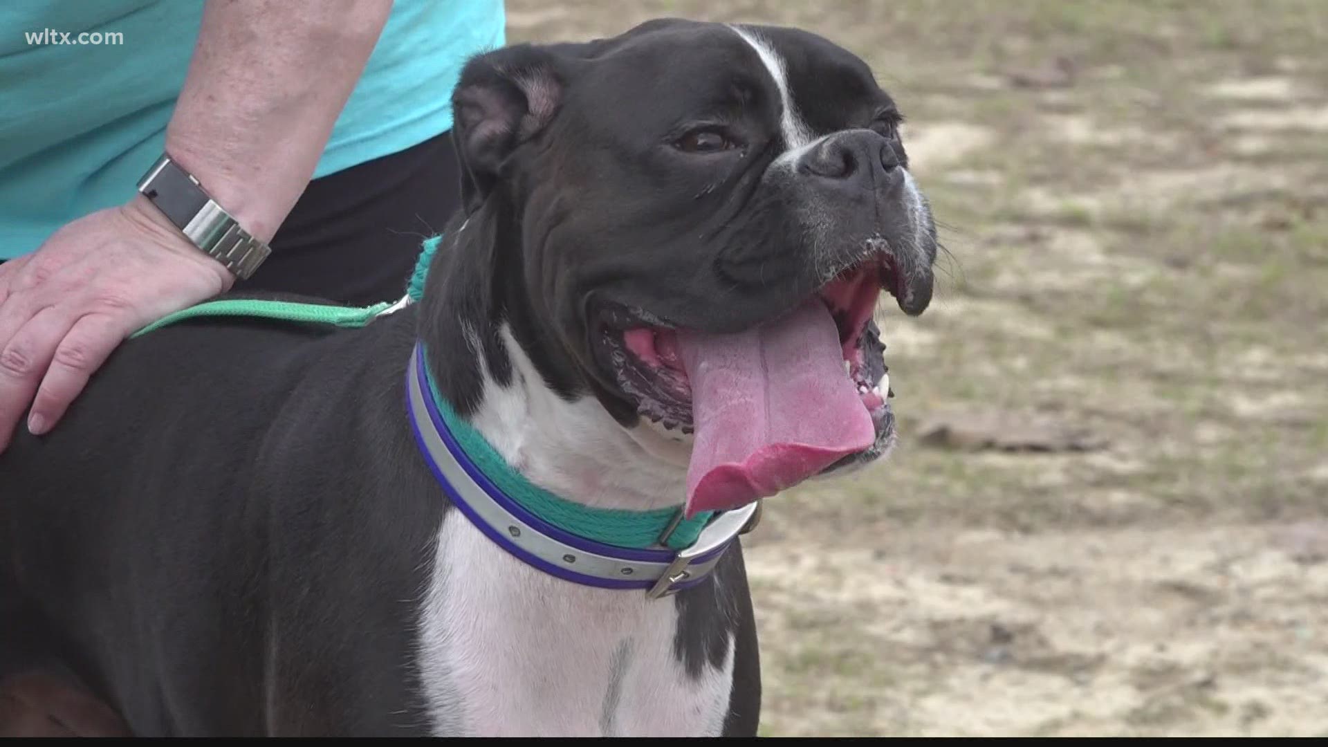 Columbia non-profit, Carolina Boxer Rescue, held a fundraiser Saturday to raise money for medical bills. Funds will help them save more foster dogs in need.