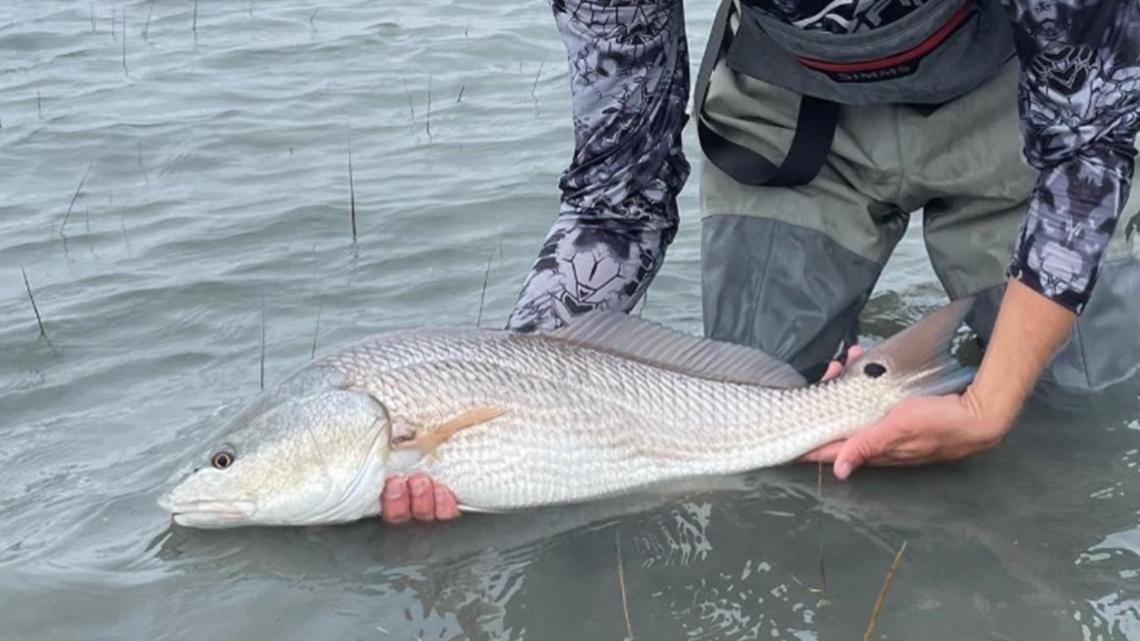 New South Carolina red drum fishing rules take effect July 1
