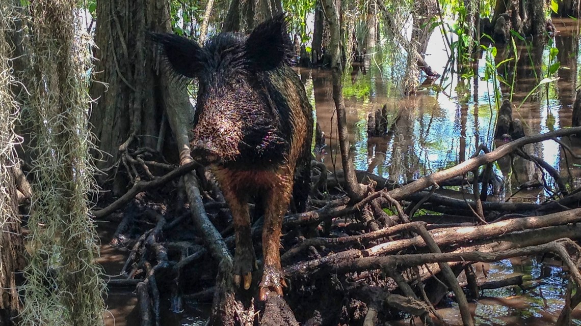 1. Locations of the Congaree National Park and the Savannah River