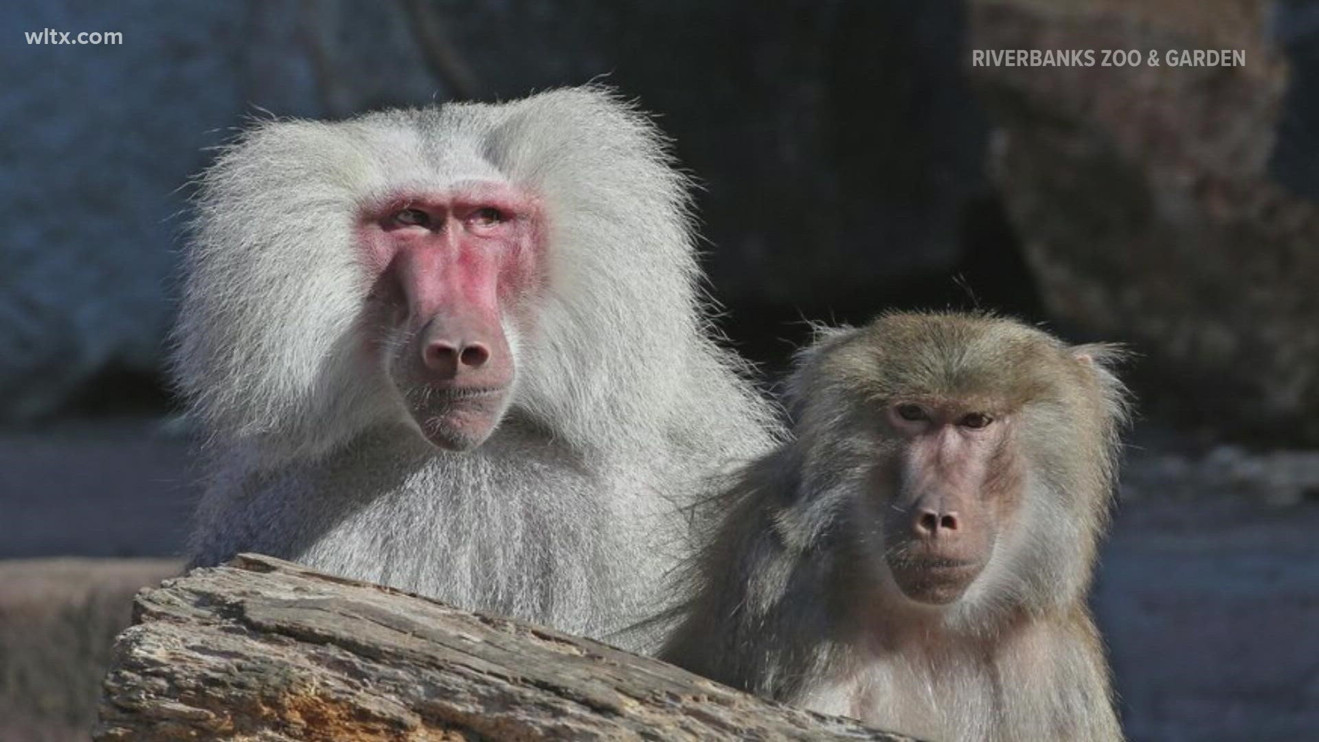 Bubba, a 31-year-old Hamadryas baboon, had been at Riverbanks Zoo for 12 years.