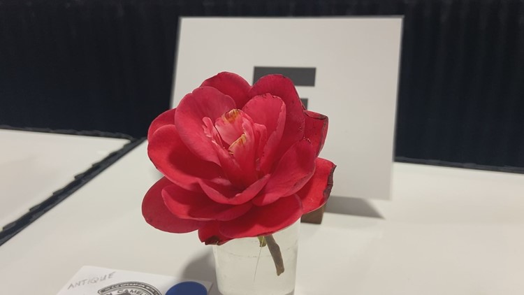 The battle for the best Camellia takes place at the State Fair