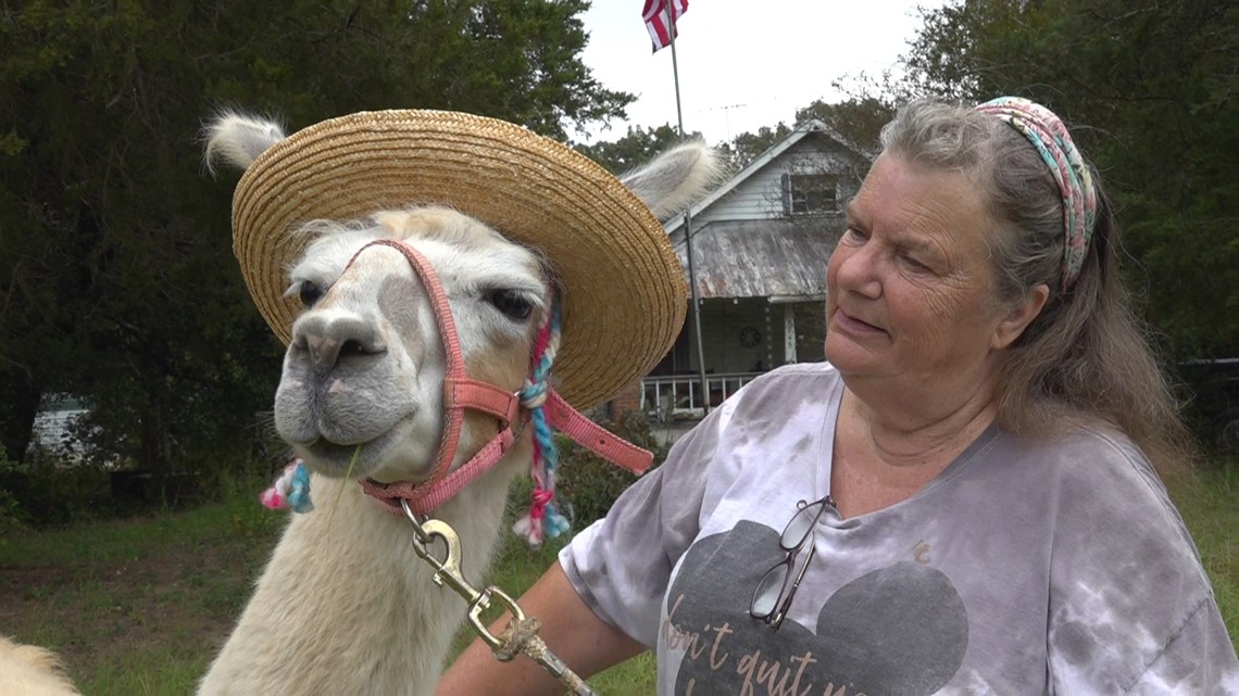 Sumter resident expecting increased need for llama, alpaca rescue - Vimarsana News