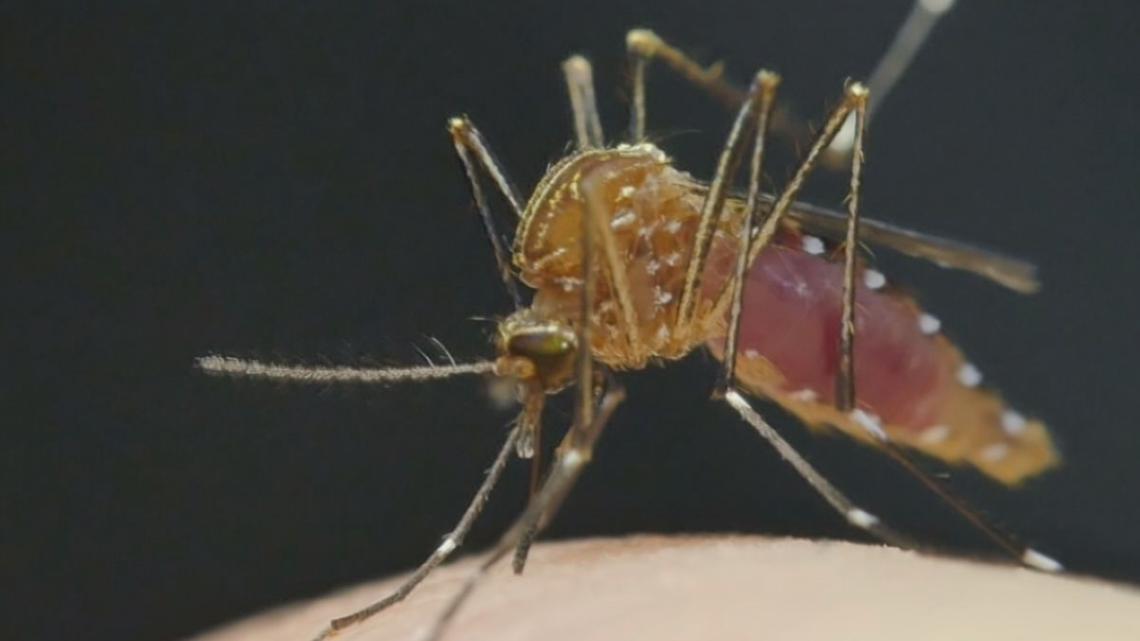 Experts warn of mosquito and tick activity in South Carolina amid warm, wet spring