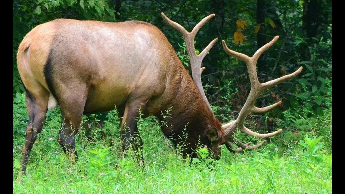 Discover the elk in Great Smoky Mountains National Park