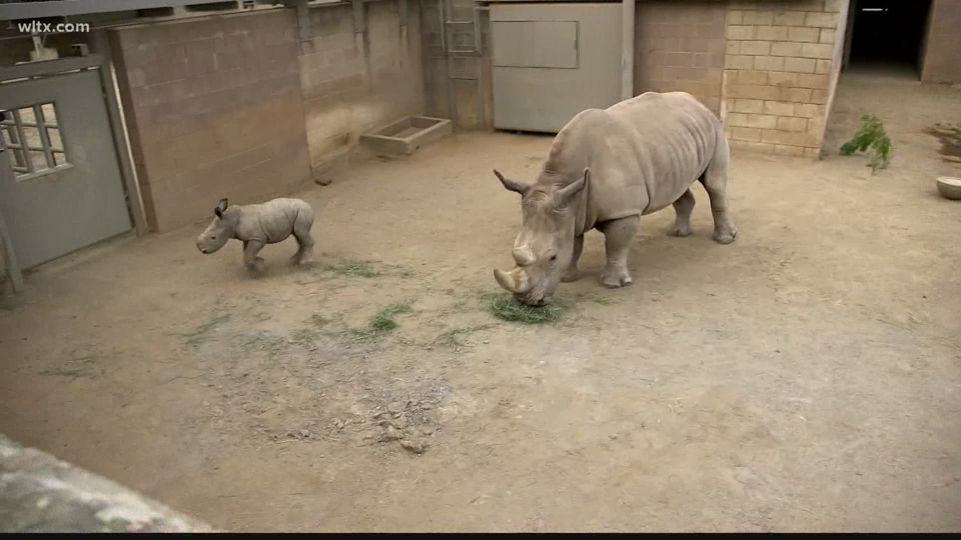 Kande (kahn-day),8 and 2-year-old Winnifred are both female Southern White Rhinos, the second largest land animal behind elephants.