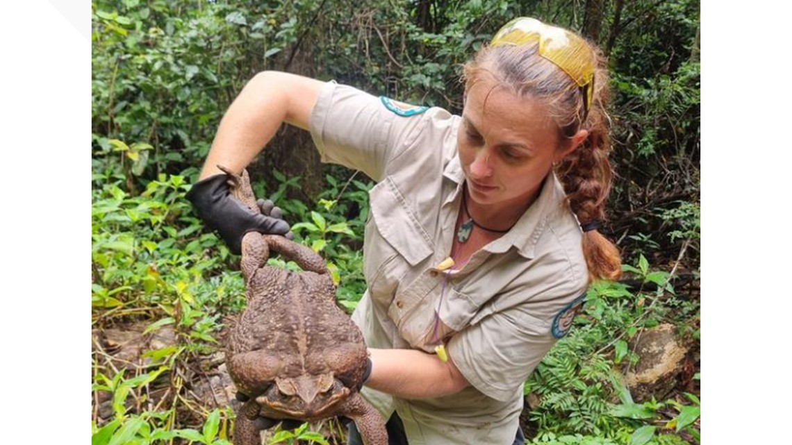 Toadzilla Size Massive 'Toadzilla' as big as a newborn baby found in Australia | wltx.com