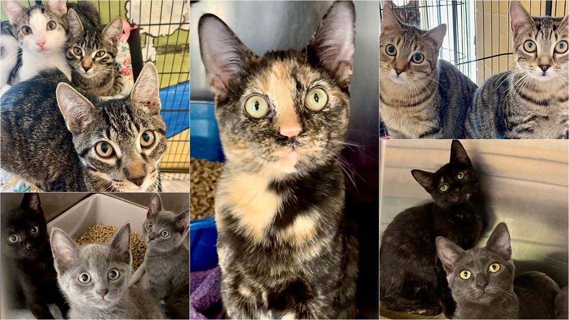 Adopt a cat for 25 during Pawmetto Lifeline's 'Kitten Palooza'