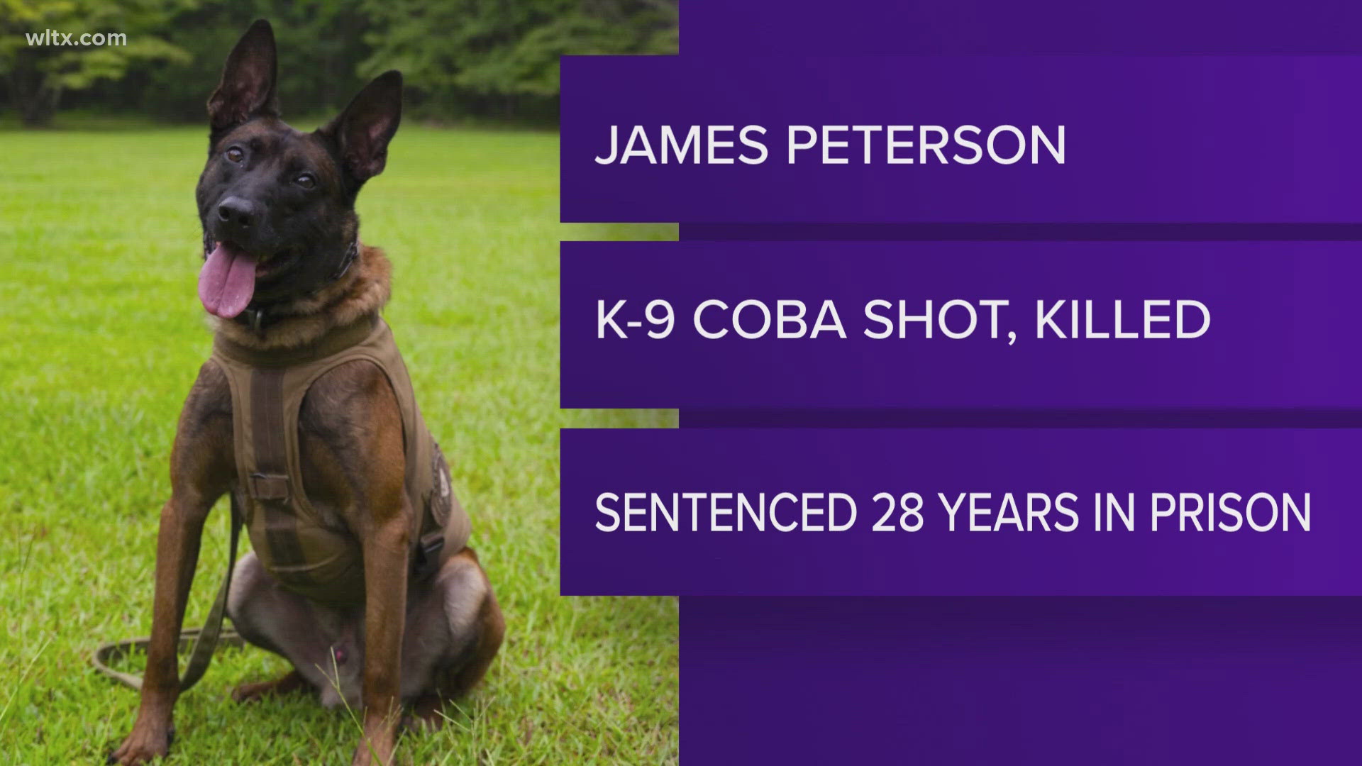 K9 Sled dog Coba was killed in the line of duty.  James Paterson plead guilty to a long line of charges-3 counts attempted murder, one count cruelty to police dog. 
