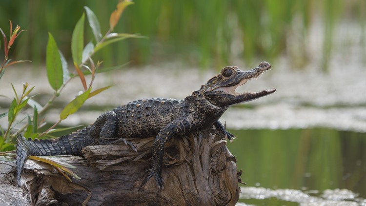 Caiman vs. Alligator - Can You Tell the Difference? 5 Main Differences  Explained - AZ Animals