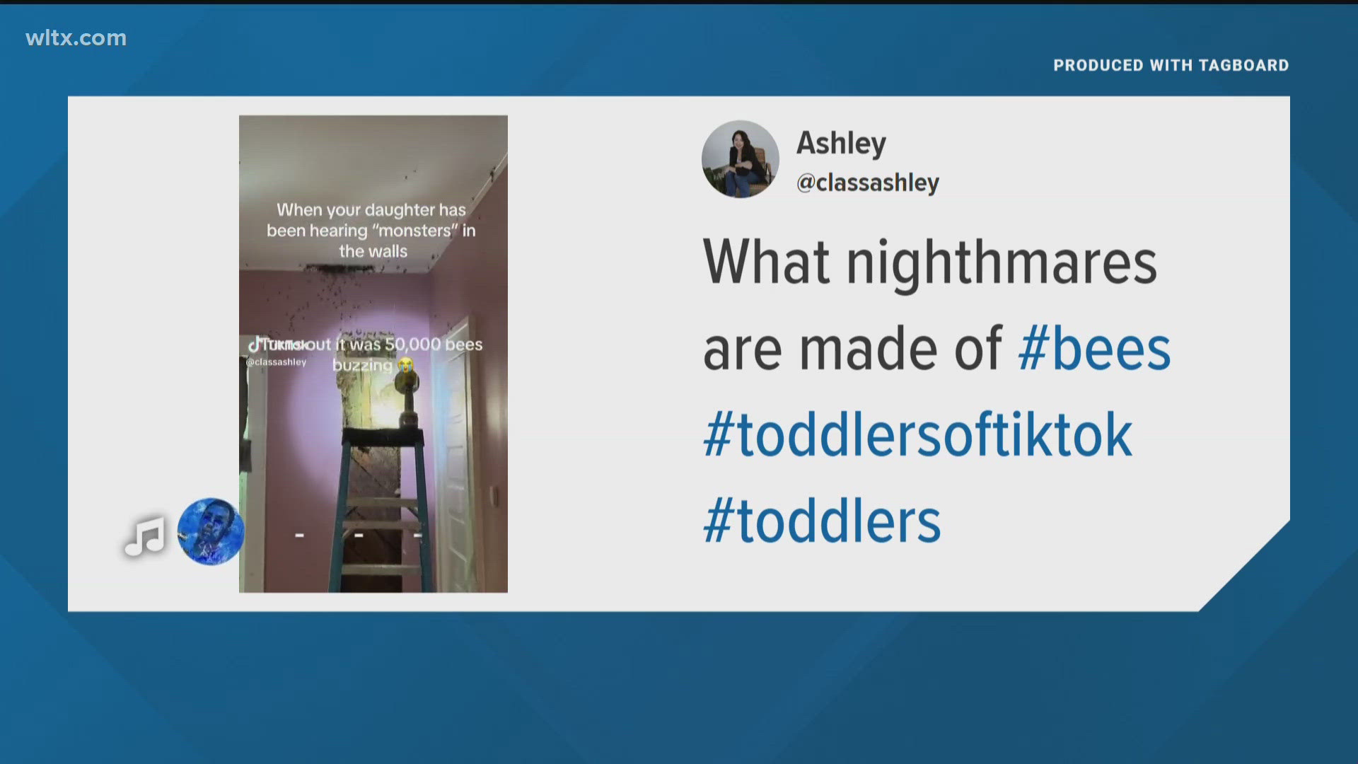 With bees in her walls, the Charlotte mom went to TickTok.