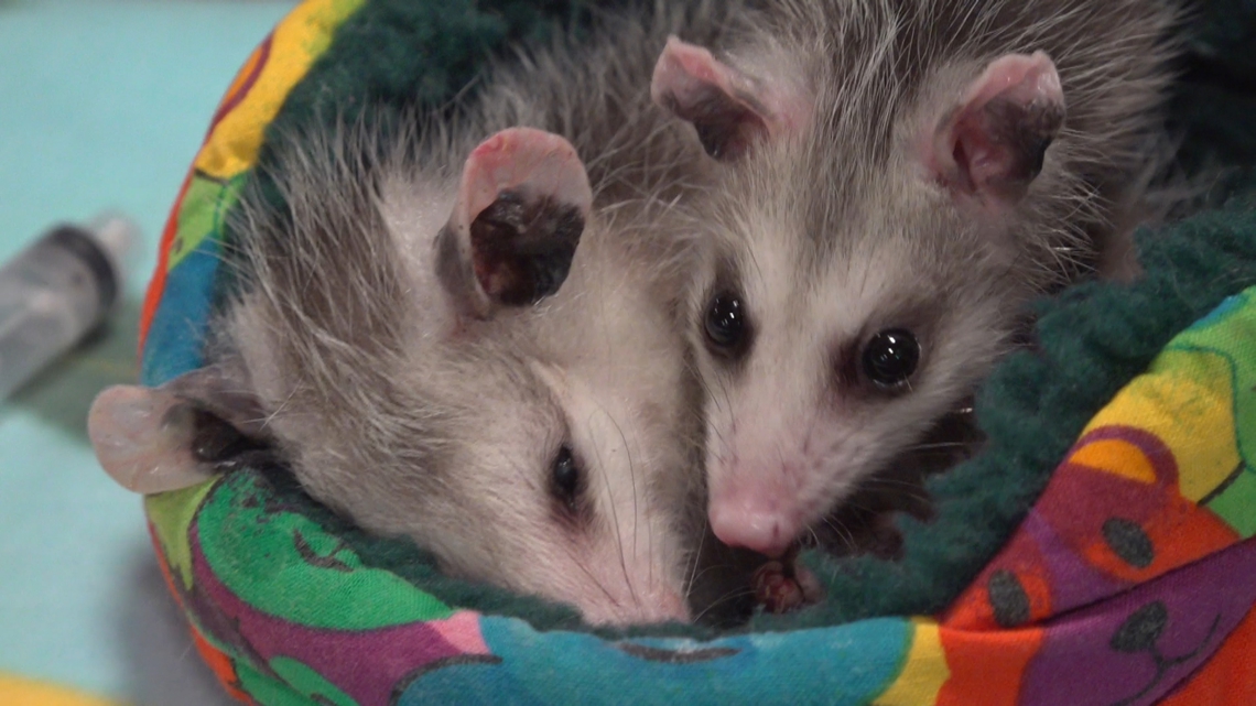 State legislature discussing bill to impact wildlife rehab - Vimarsana News