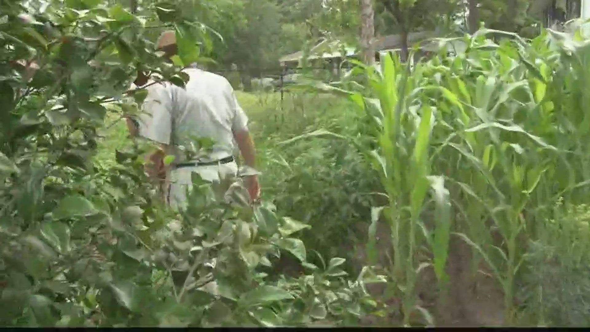 Jim Gandy goes on the road to introduce you to a man and his impressive garden in Columbia.
