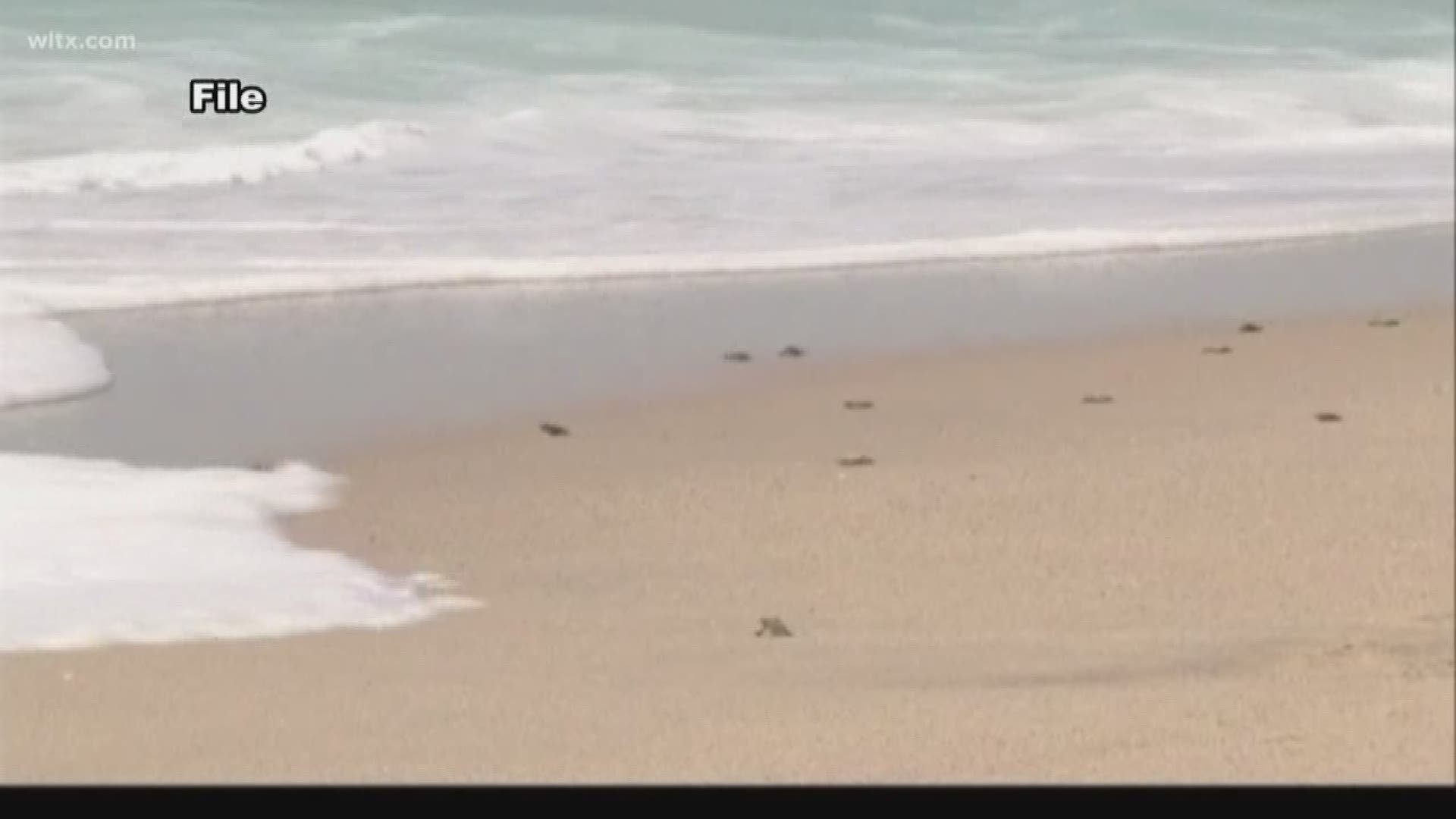 Biologists say sea turtle season in South Carolina has gotten an early start.