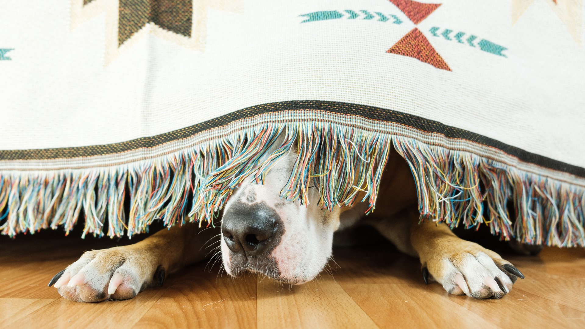 Calm dog hotsell during storm