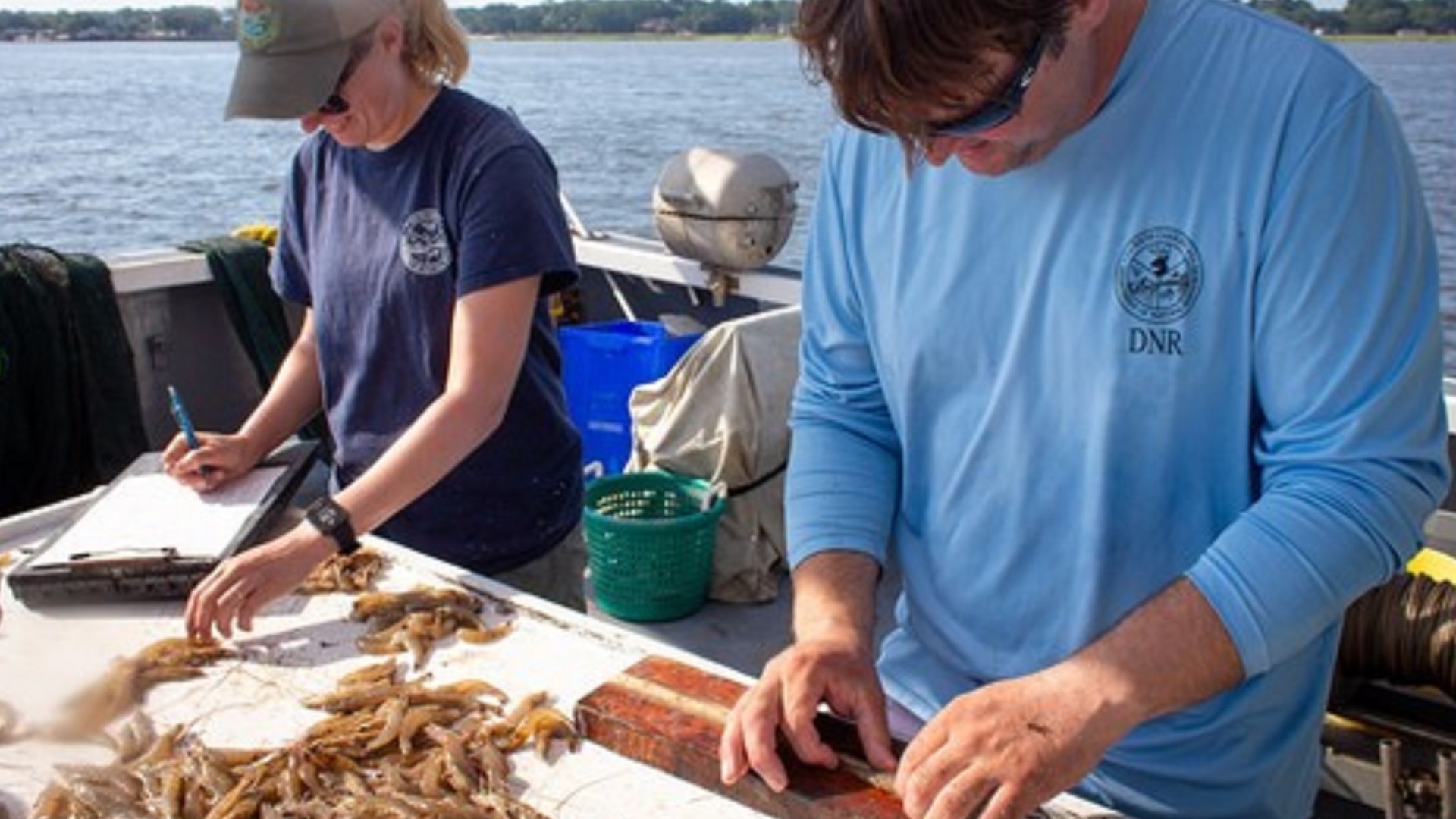 Shrimp season opens in South Carolina