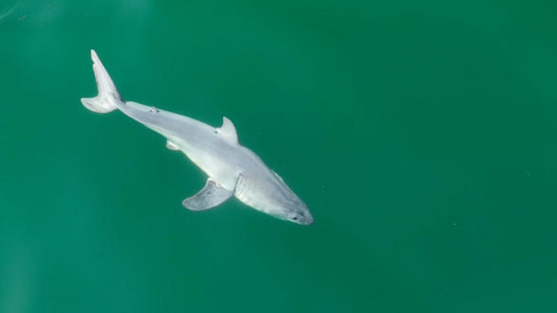 Study: Live newborn great white shark seen for first time ever | wltx.com