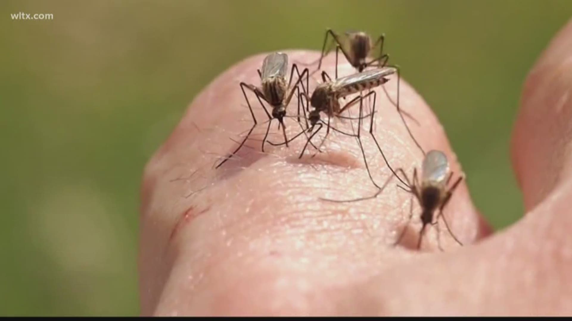 The City of Columbia will be spraying for mosquitoes after a third case of the West Nile Virus was found in a dead bird.