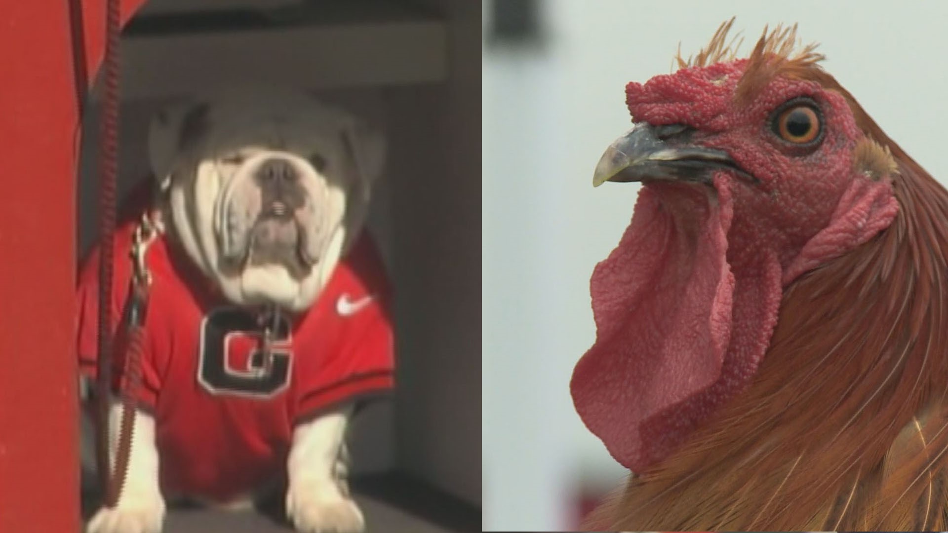 The Gamecocks and Bulldogs have been playing against each other since 1894.