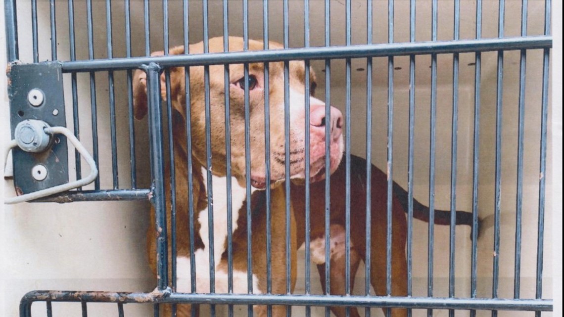 Shannon Lee Cantrell accused of throwing dog off bridge for witch