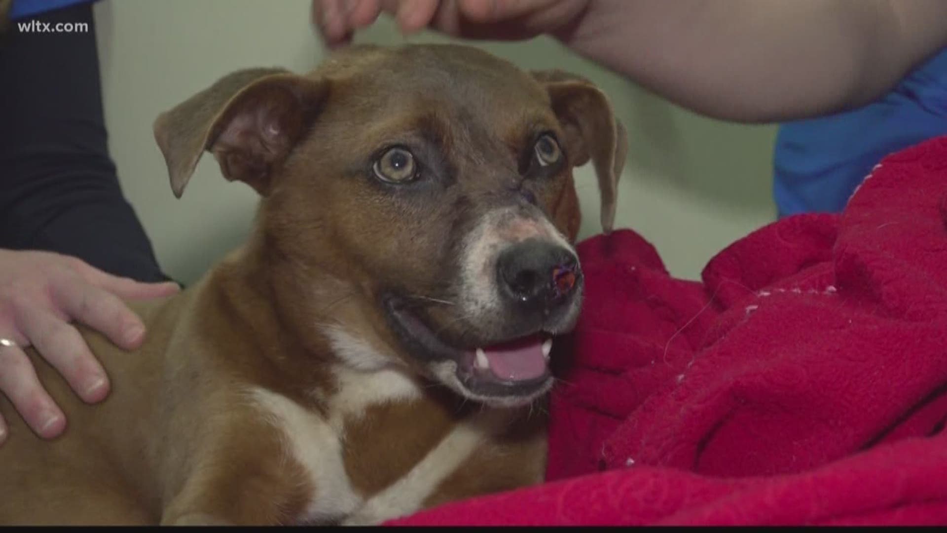 A Calhoun County woman came home Tuesday to find her puppy with an arrow through her head.