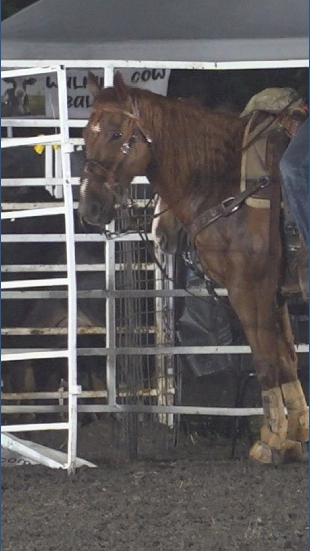 Beenleigh Rodeo Rodeo returns to Blythewood | wltx.com