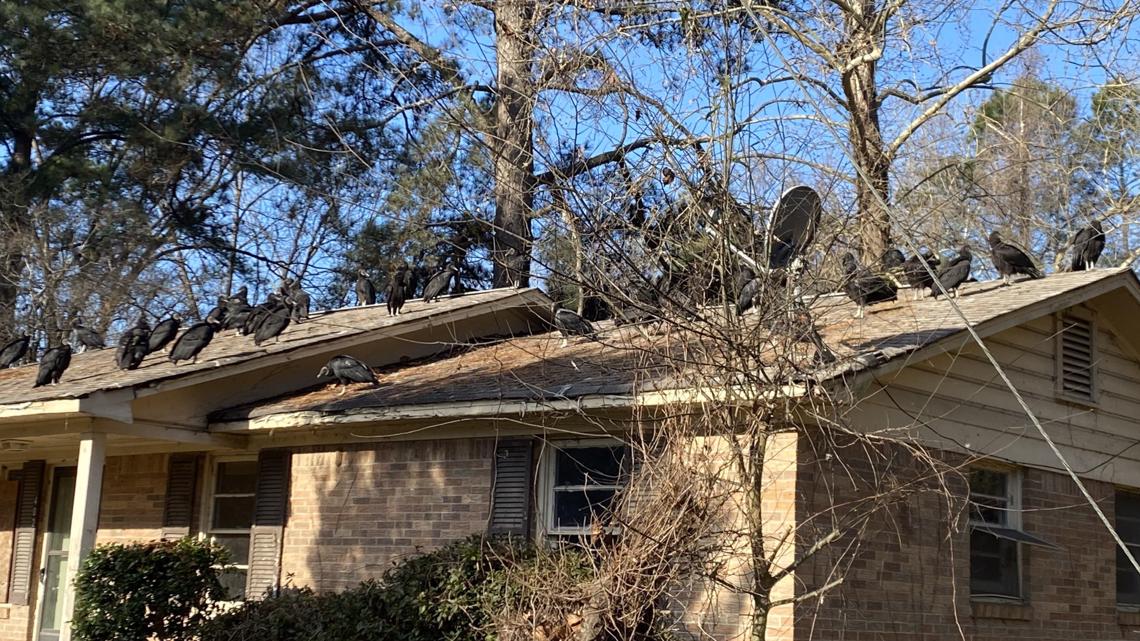 Buzzards swarming in Forest Acres, Cayce - Vimarsana News