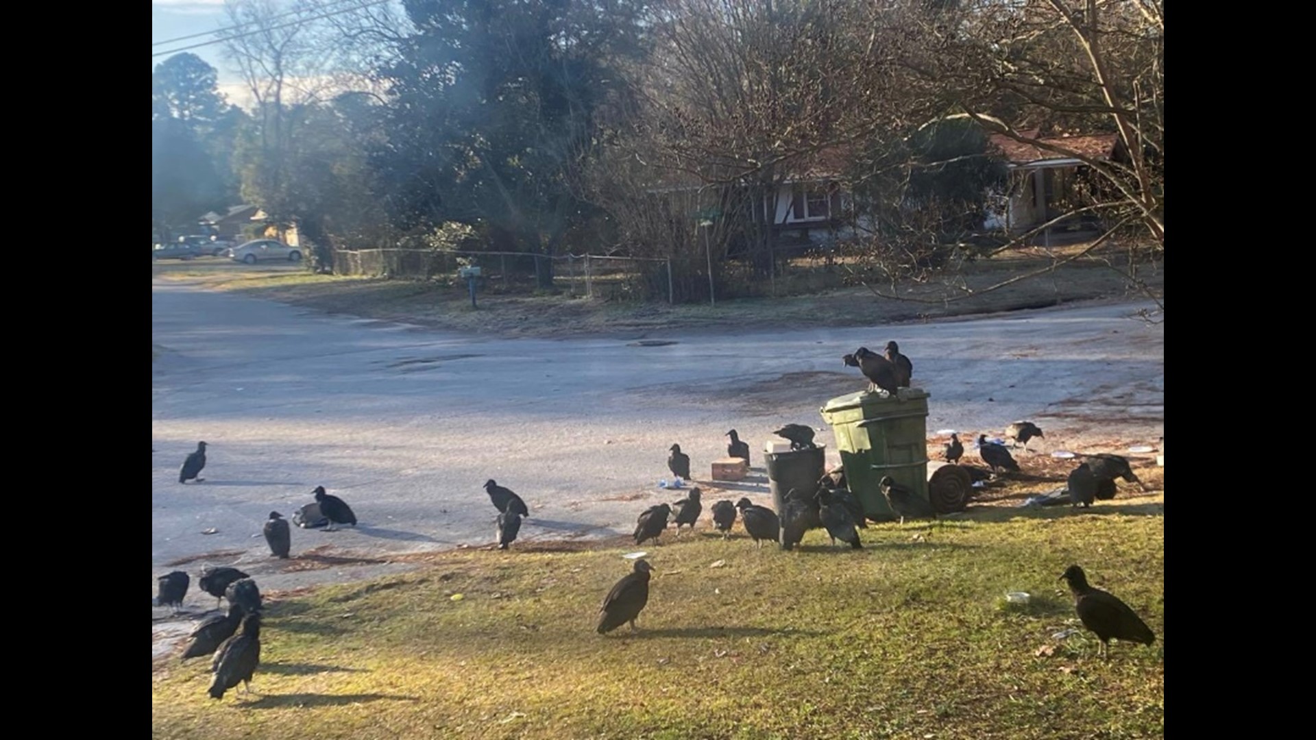 Buzzards swarming in Forest Acres, Cayce