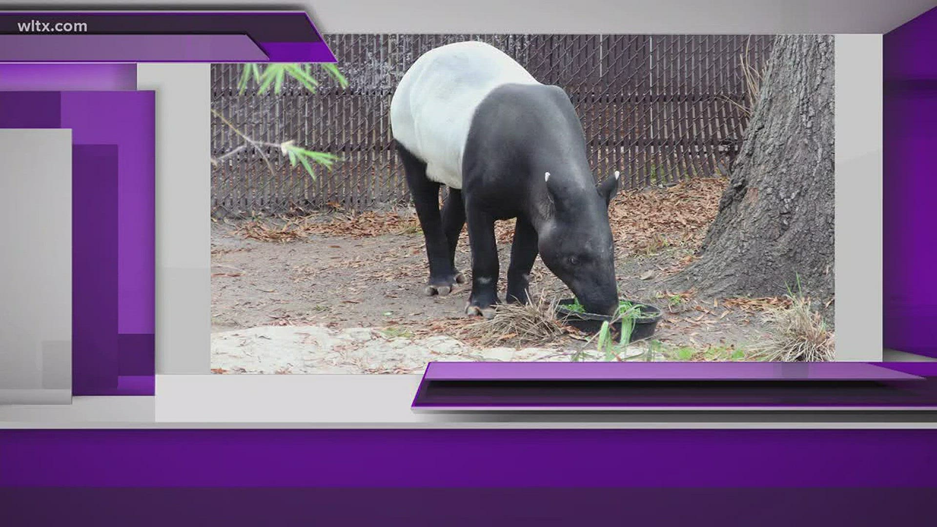 Pulau, a 21-year-old tapir, has come all the way from Ellen Trout Zoo in Lufkin, Texas, to meet his new companion, 21-year-old Daniella.