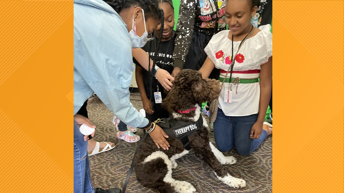 Need some puppy love in Cayce? Hudson has got you covered! - Vimarsana News