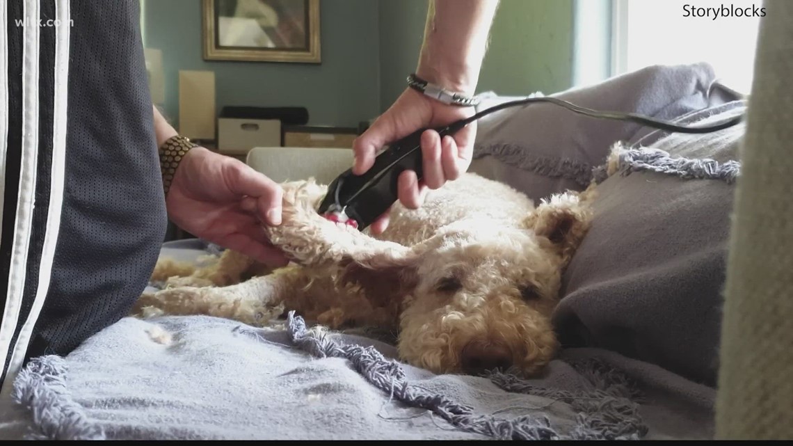 Does shaving your dog's coat help them stay cool during summer?