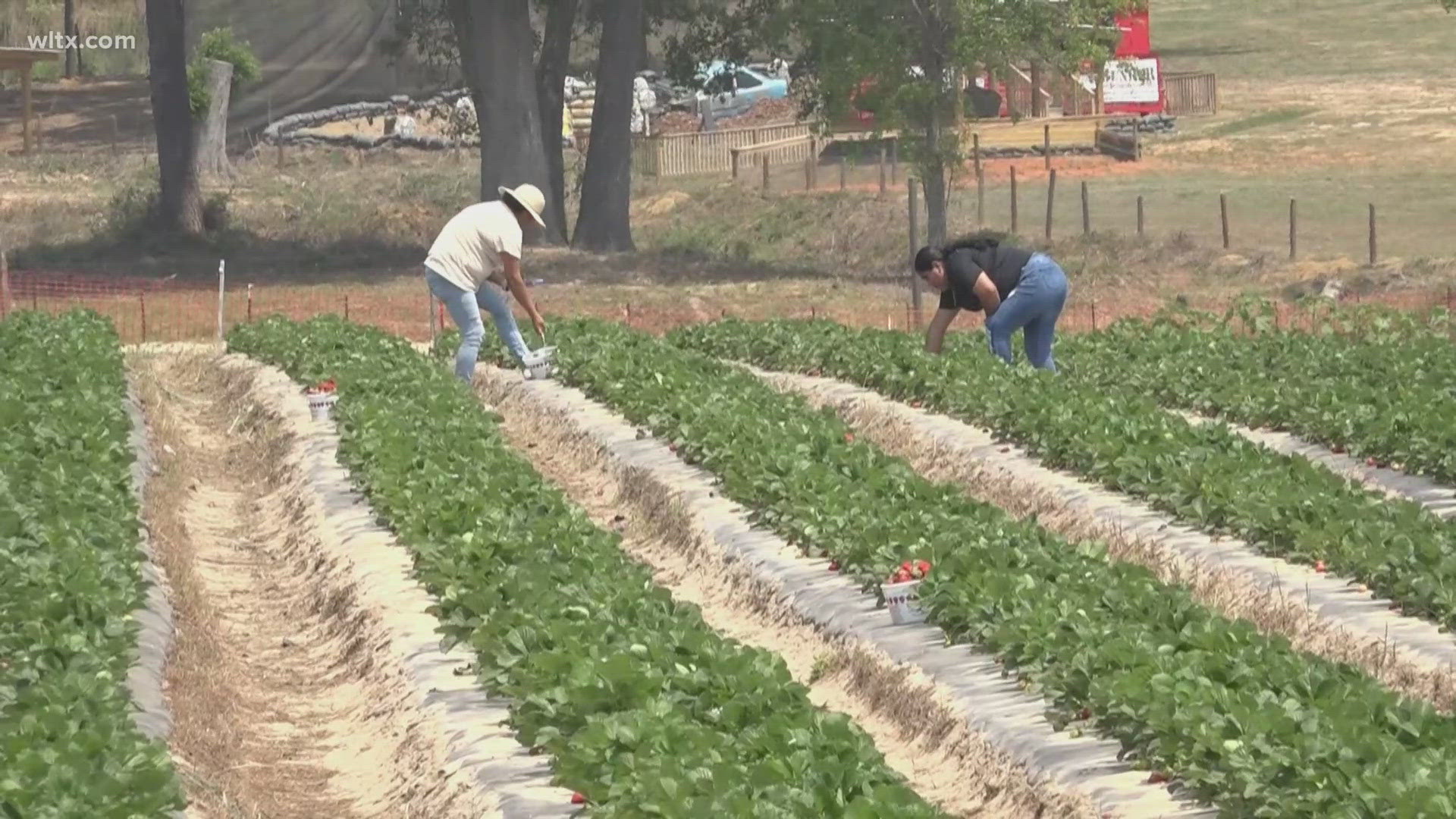Dry conditions leave some Midlands farmers worried about crops and ...