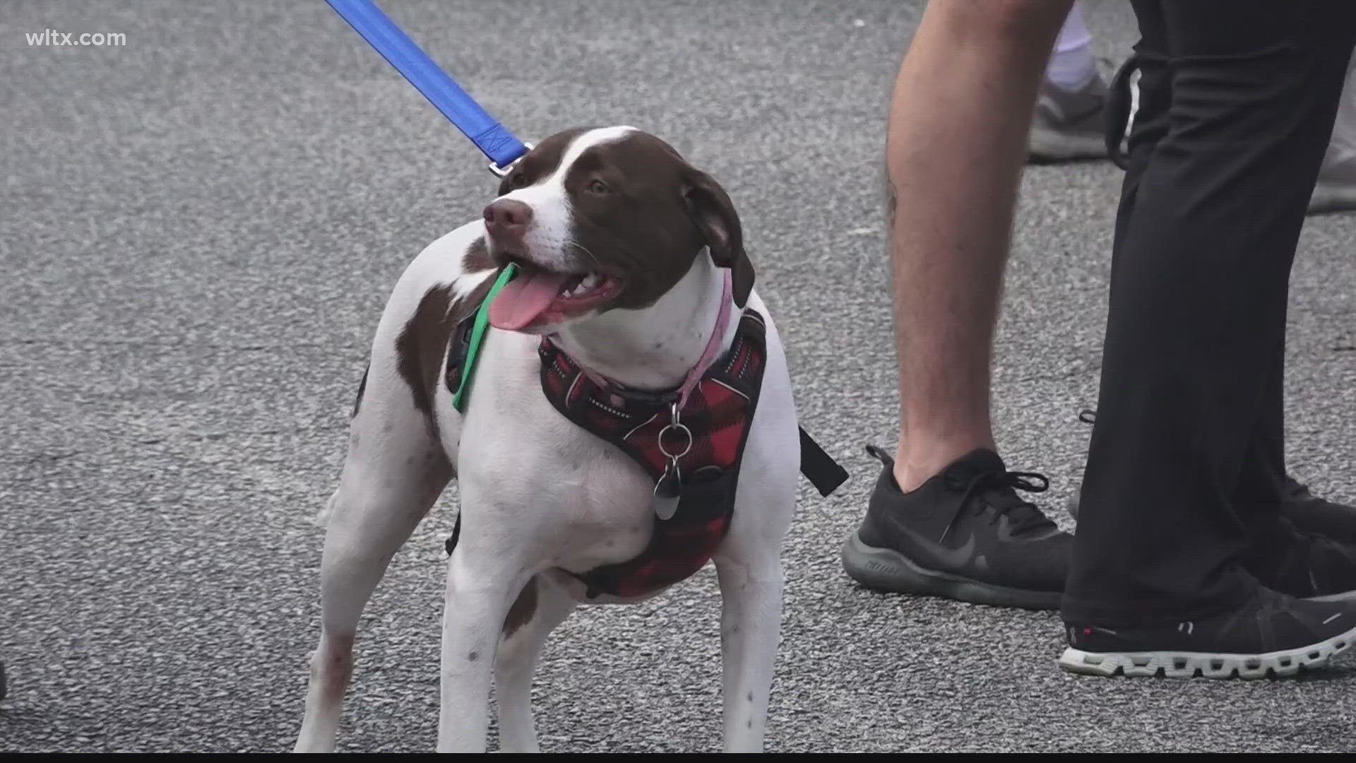 The 2023 Fall Fido Festival raised thousands of dollars for local animal rescues.