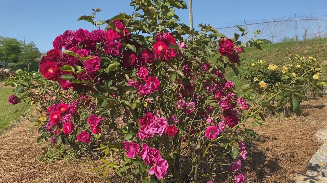Orangeburg Festival of Roses returns this weekend