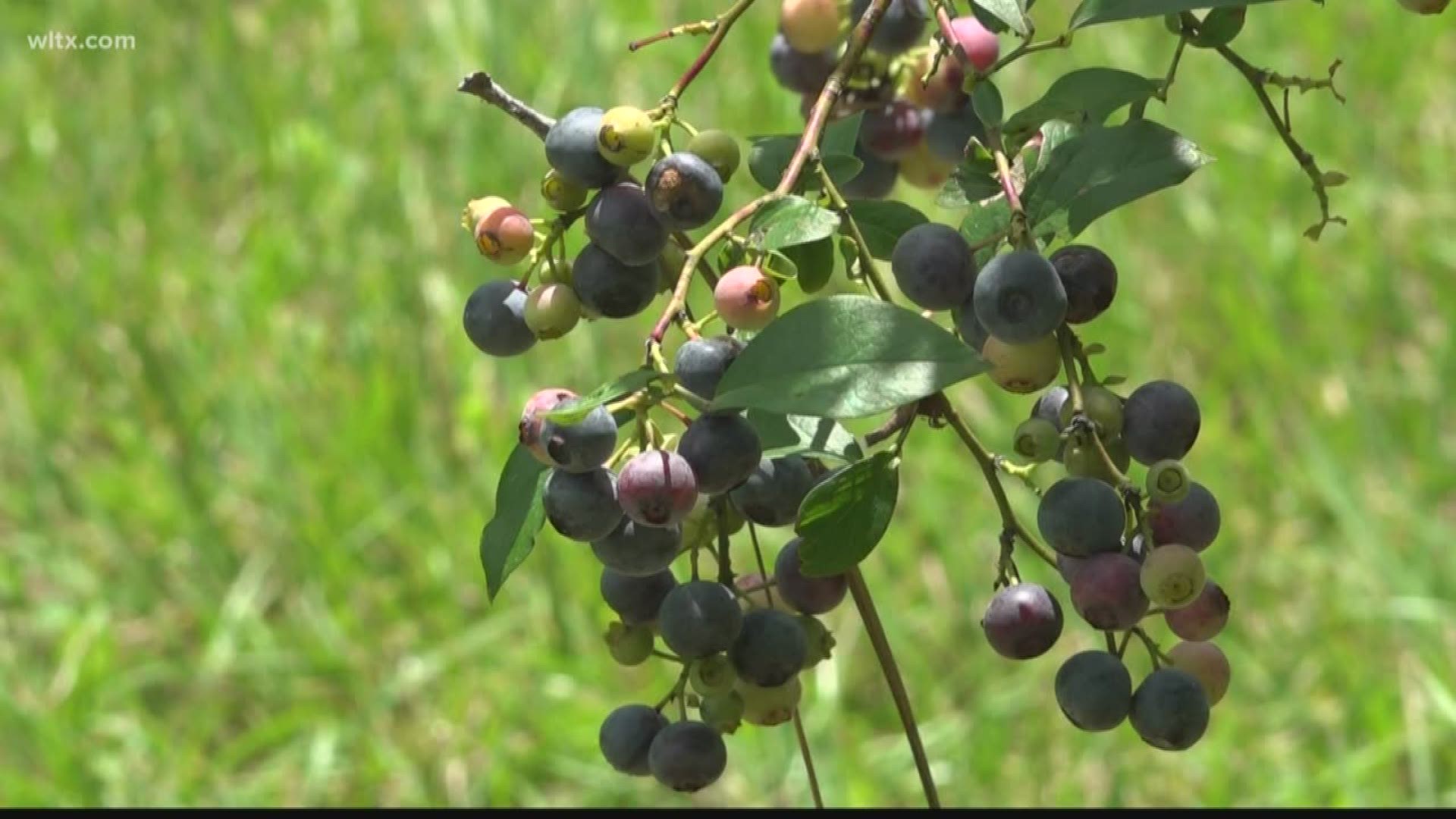 The blueberry farm is located outside of Wedgefield