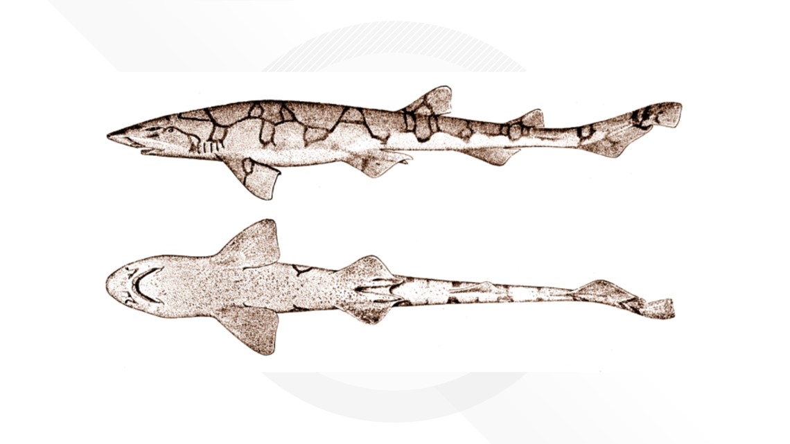 Scyliorhinus weemsi shark teeth discovered in Summerville, SC - Vimarsana News