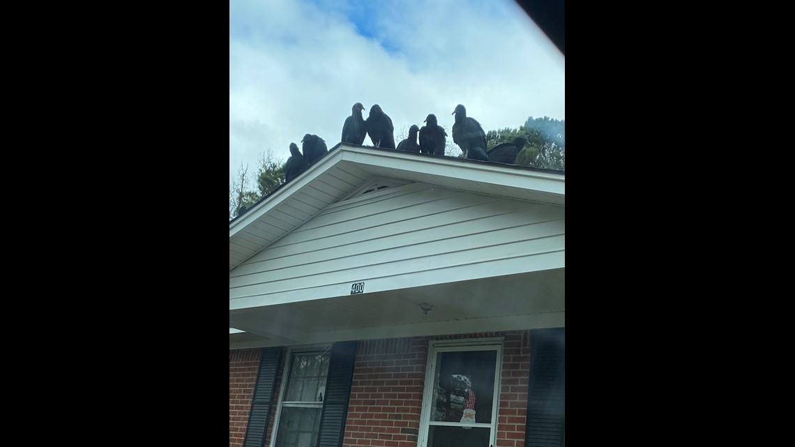 Buzzards swarming in Forest Acres, Cayce