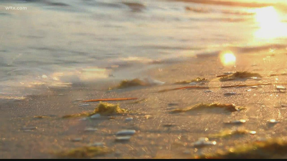 WalletHub rates Charleston, South Carolina, best city to retire - Vimarsana News