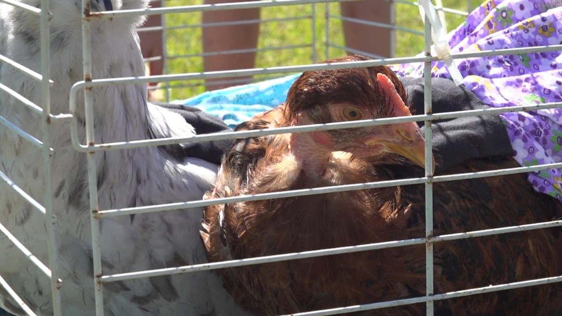 Sumter chicken swap at Tractor Supply Co bringing locals together