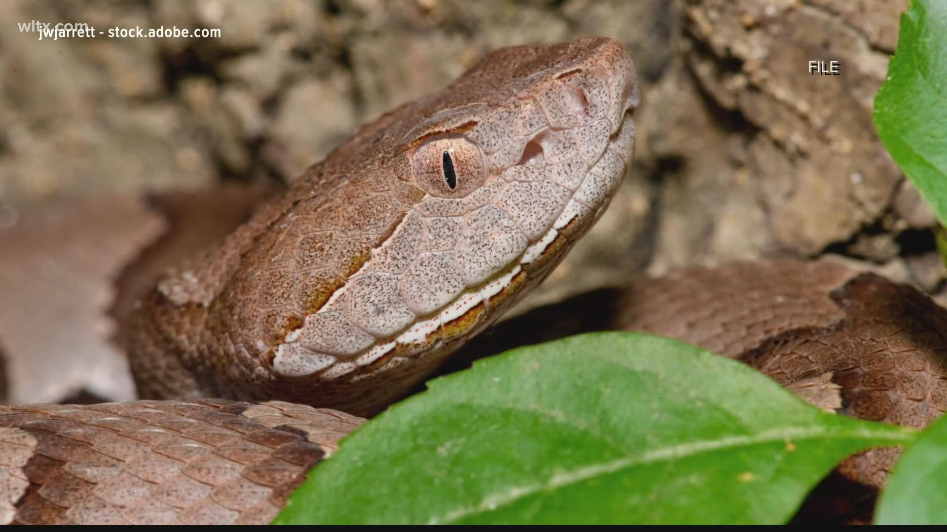 Venomous snake identification in South Carolina for snakes that can hide in plain sight like Copperheads. Be careful and call a professional to get rid of them.