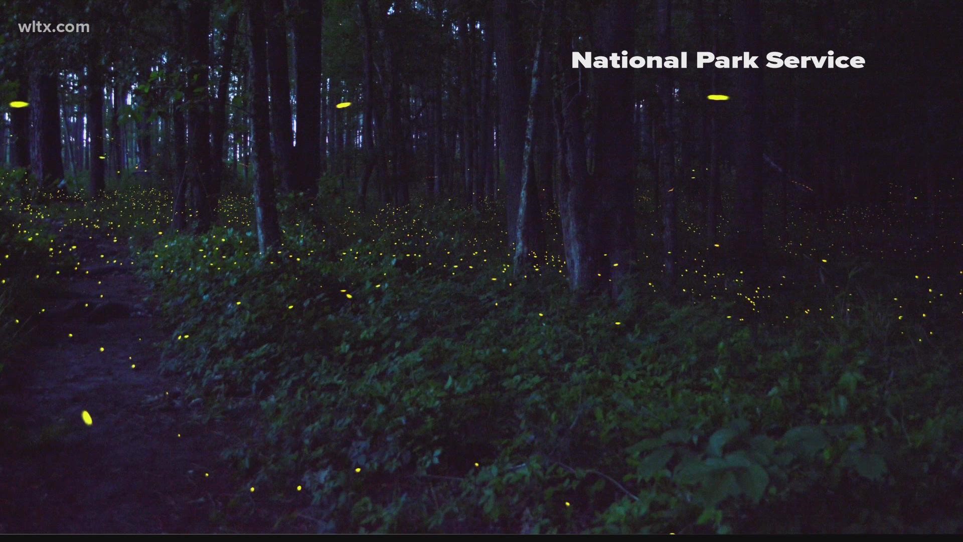 Every year, fireflies put on a spectacular show where they synchronize their nighttime glow.