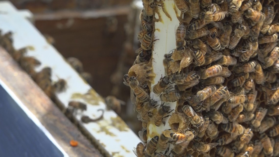 How South Carolina beekeepers can maximize sales