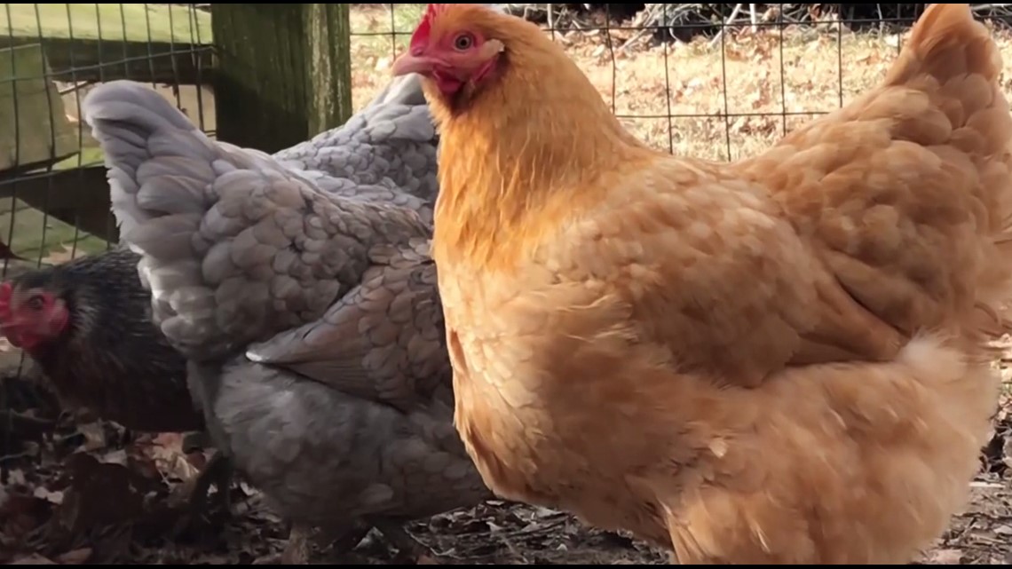 Officials educate South Carolina farmers about avian flu - Vimarsana News
