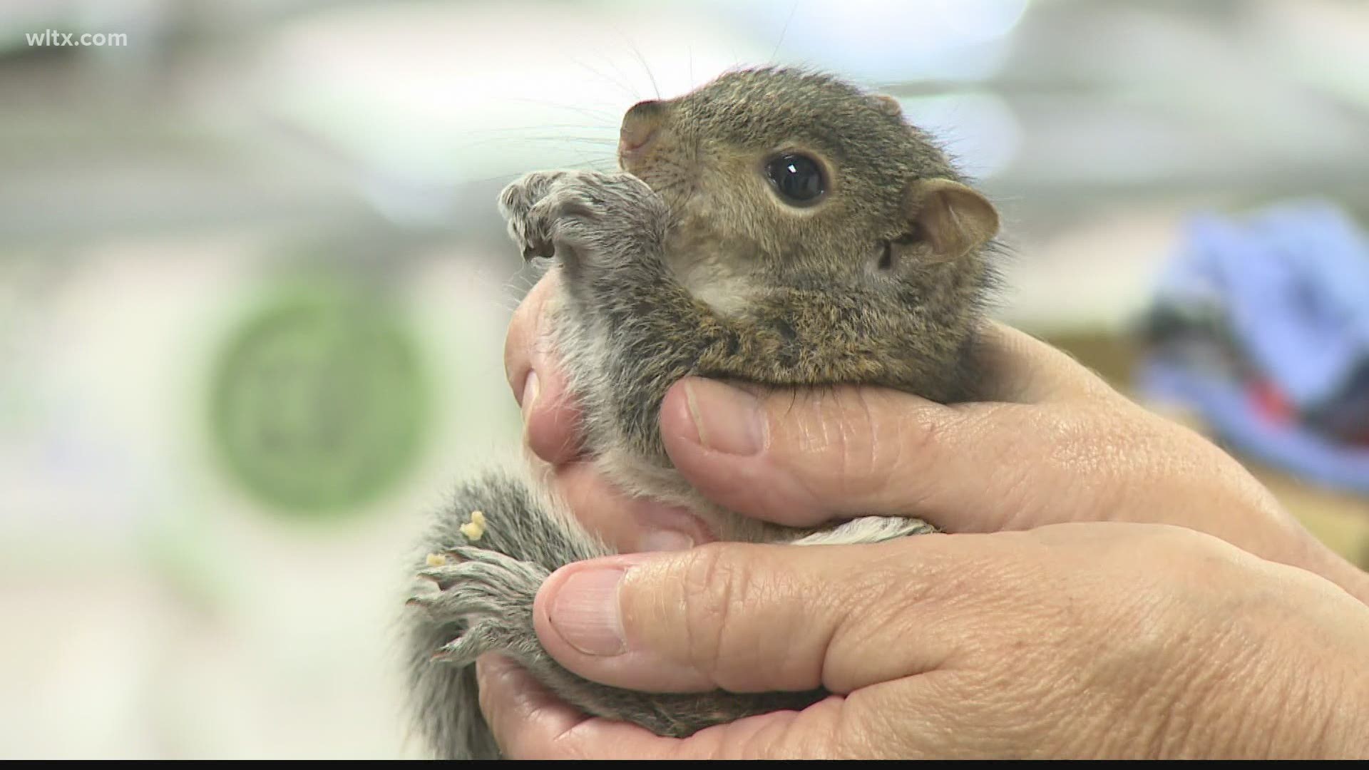 Carolina Wildlife Center has cared for 1,300 animals already this year.