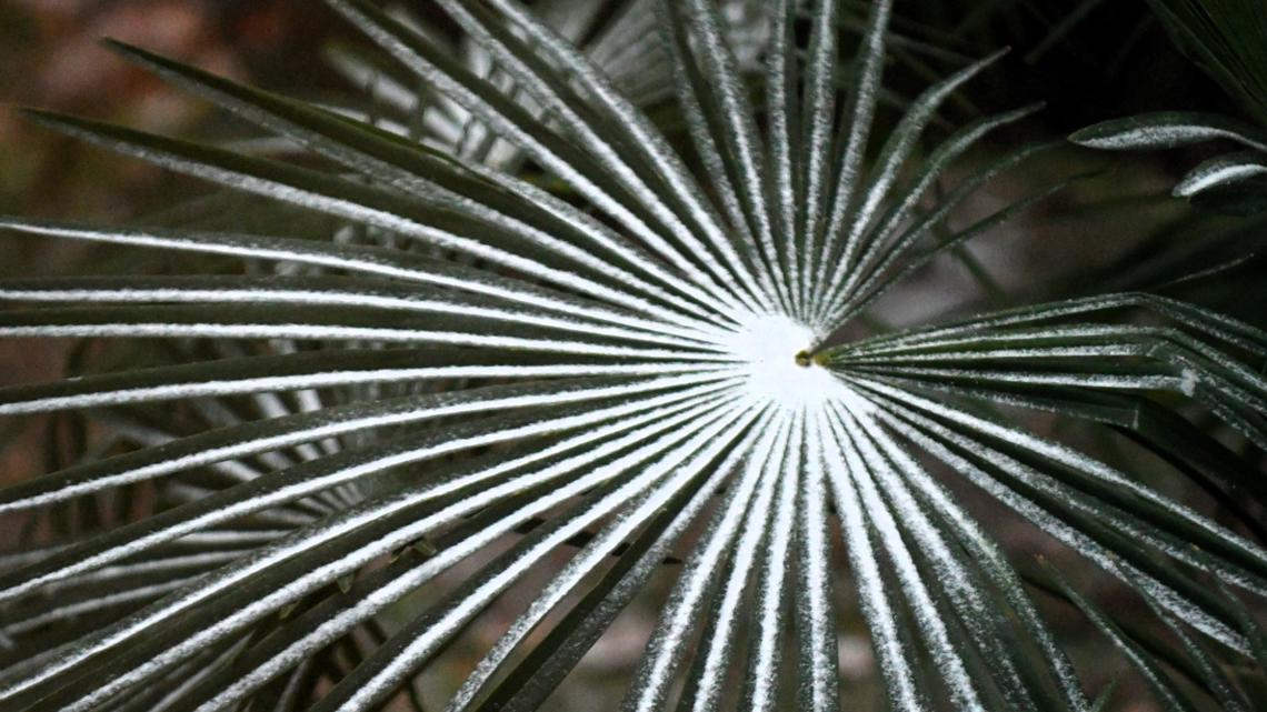 LIVE UPDATES: Ice storm impacts grow across the South Carolina Midlands