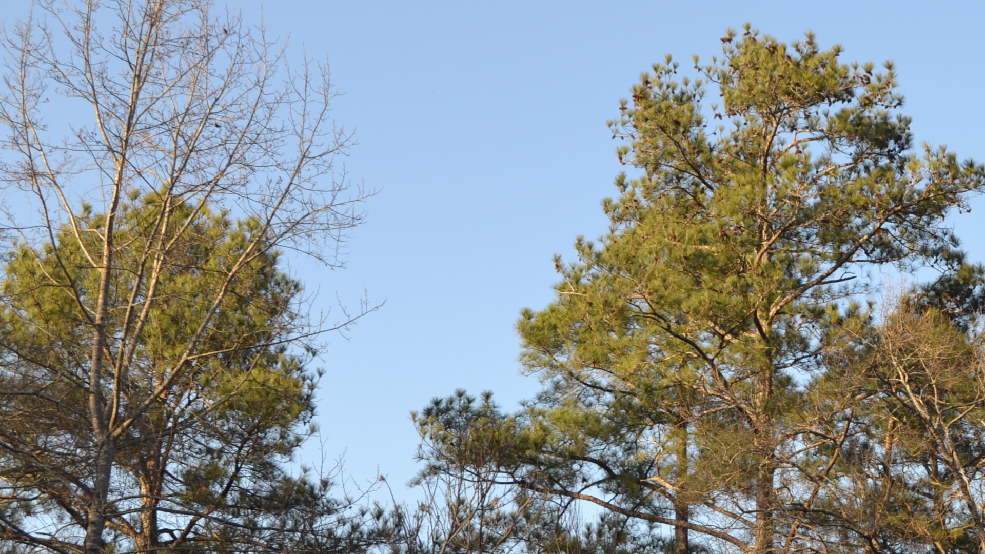 When Will the Yellow Pine Pollen Begin?