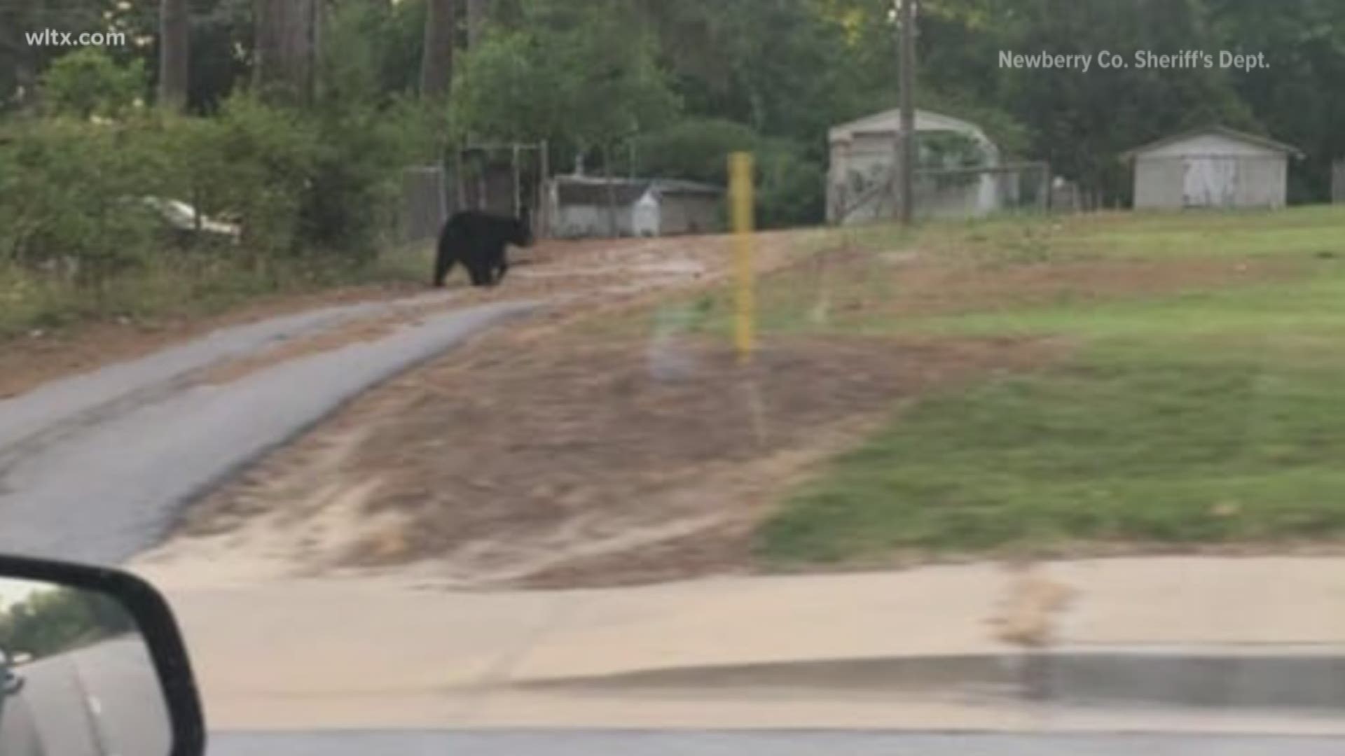 Newberry County deputies sent out a Facebook alert Wednesday morning after a black bear was seen making it's was through Newberry.