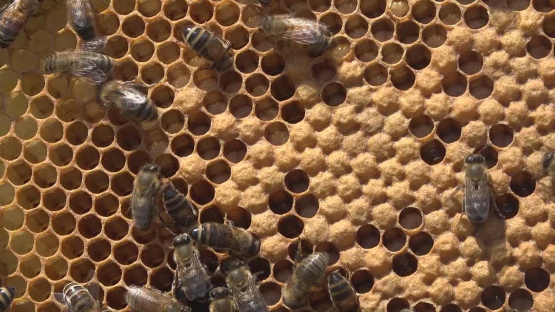 San Diego beekeepers see dozens of colonies die overnight - The